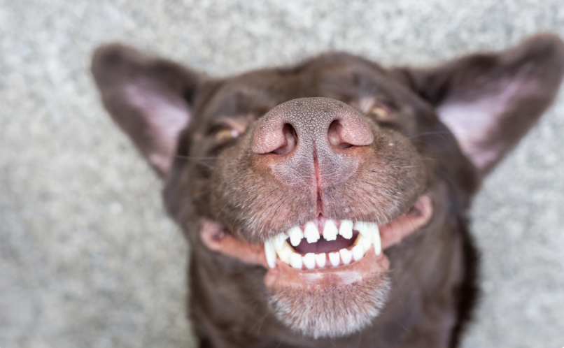 Pet Dental Month: Tips For Caring For Your Dog&#039;s Teeth at Home