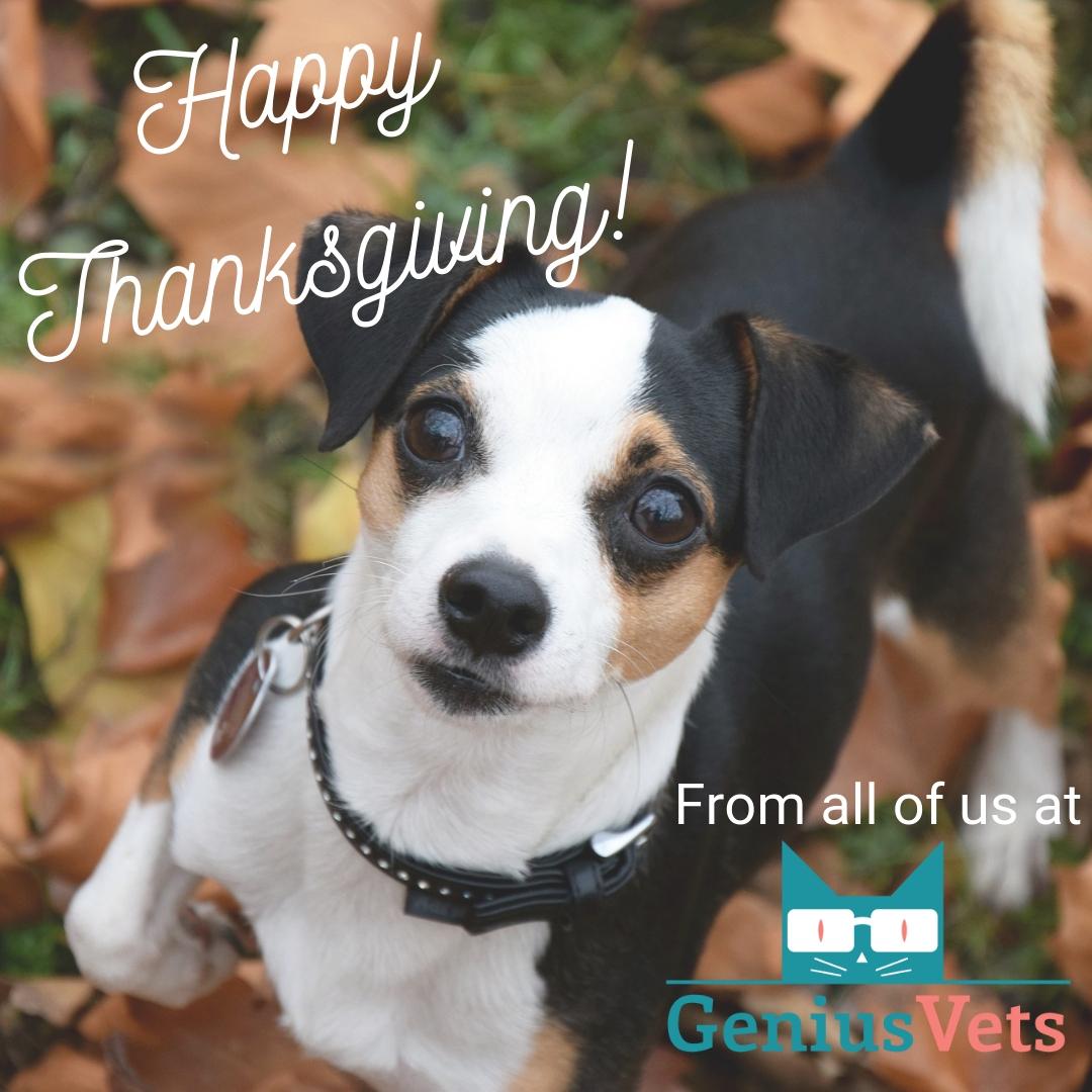 Happy Thanksgiving from the GeniusVets Team