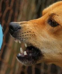 Dog Bites: Stay Safe by Expecting the Unexpected
