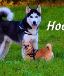 What are Hookworms?