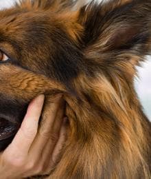What Are the Core and Non-Core Vaccines For Dogs? All of Your Dog Vaccinations FAQs Answered
