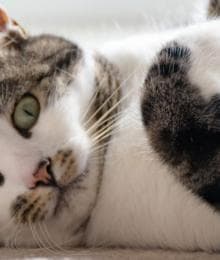 4 Feline Behaviors that Could Become Problematic