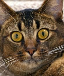 5 Common CAT-astrophes and How to Handle Them