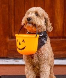 8 Easy Pet Costume Ideas for Pets Who Don&rsquo;t Like Dressing Up
