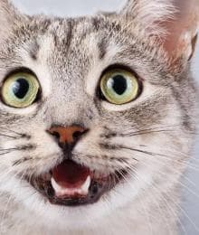 9 Aspects of Cat Preventive Care That Every Owner Should Know