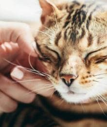 9 Ways to Manage Cat Anxiety and Stress at Home