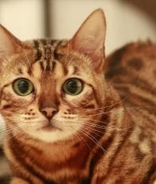 A Cat Owner's Guide to Spaying & Neutering