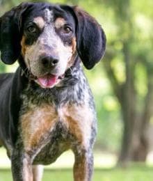 A Closer Look At Pet Parasites: Roundworms, Hookworms, and Whipworms