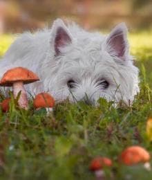 A Fungus Among Us: Mushroom Ingestion in Dogs