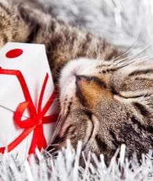 A Quick Guide to Pet-Proofing the Holiday Season