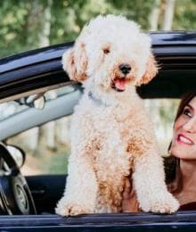 A Traveling Pet Owner’s Guide to Dog Road Trip Essentials
