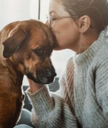 A Veterinarian’s Guide To Cushing Disease In Dogs