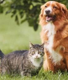 Allergic Skin Disease in Pets: Ear Infections