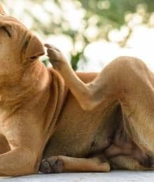Allergic Skin Disease in Pets: Skin Infections
