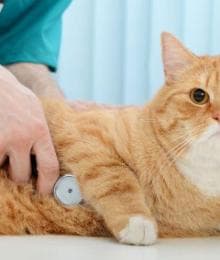 Annual Exams for Cats: Why They’re Just as Important as Dog Checkups