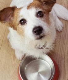 Are By-Products in Pet Food Really That Bad?