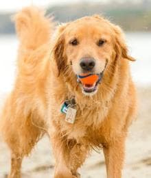Avoiding Water, Sand, and Algae Risks that Can Put a Damper on Your Dog’s Summer Fun