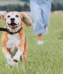 Battling Tick-Borne Diseases: A Focus on Ehrlichiosis and Anaplasmosis