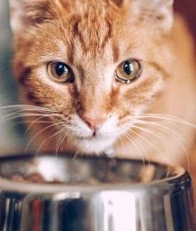 Can My Cat Eat That? The Most Commonly Asked Culprits Answered by a Veterinarian