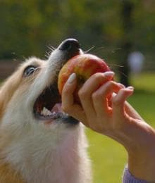 Can My Dog Eat That? A Veterinarian's Take on the Internet's Most Asked Foods for Dogs