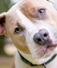 Can My Dog or Cat Take Human Medication?
