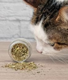 Catnip: What It Is, How It Works, and Why Cats Love It