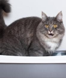 Causes and Cures for Cat Constipation