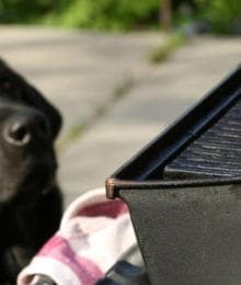BBQers Beware: Common Summertime Dog Choking Hazards and Bowel Obstruction Risks