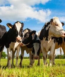 Cow Appreciation Day: The Importance of Dairy Cows in Our Lives and Ecosystem