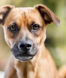 Discovering Heartworm Disease in Dogs