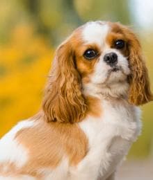 Discovering the Charm of Cavalier King Charles Spaniels