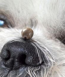 Dispelling 6 Common Myths About Ticks