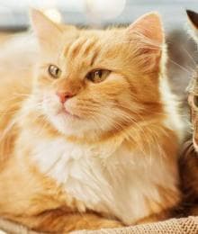 Does My Cat Need a Friend?