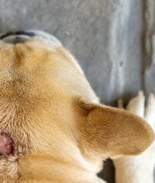 Dog Skin Care: Hot Weather and Hot Spots