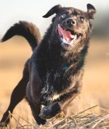 Dog Zoomies: Freeing the Fun and Appreciating the Frenetic Frenzy