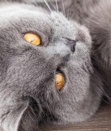 Easing the Ache: Understanding Arthritis in Cats