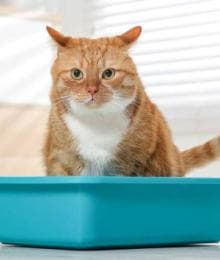 Emergency Alert: Recognizing And Treating Urinary Blockages In Cats