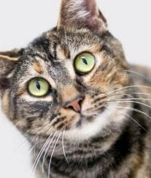 Establishing Truths Regarding Feline Heartworm Disease