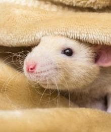 Everything You Need to Know About Caring for a Fancy Rat