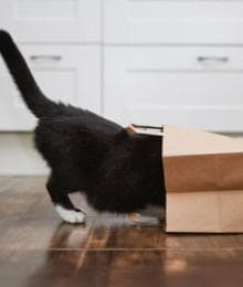 Why Does My Cat Do That? Common Cat Behavior Problems and How Your Veterinarian Can Help