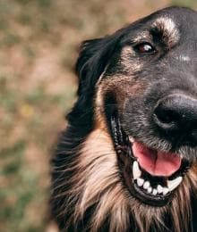 Pet Eye Health: Everything You Need to Know About Common Dog & Cat Eye Disorders &mdash; Part II