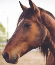 FAQs & Everything You Need to Know About West Nile Virus in Horses