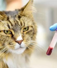 Feline Baselines & Blood Work: How Knowing Your Cat’s “Normal” Can Lead to Better Health Outcomes