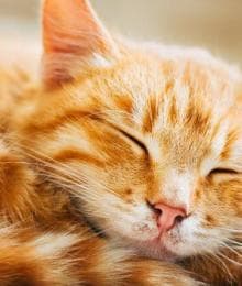 Feline Leukemia Virus (FeLV): What Every Cat Owner Should Know