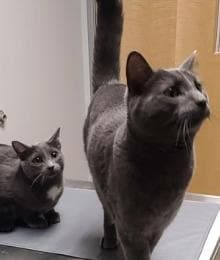 Filter Failure: What Happens When a Pet&rsquo;s Kidneys Can't Keep Up