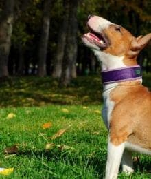 For The Love of Dog, Train Your Dog!
