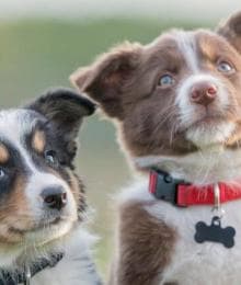 The Ultimate Guide to Puppy and Dog Vaccine Schedules: What Shots Do Dogs & Puppies Need?