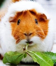Guinea Pig Companionship: A Veterinarian's Perspective