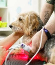 Healing with Light: A Deep Dive into Veterinary Laser Therapy