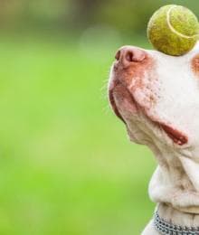 Healthy Minds, Happy Pets: The Benefits of Pet Enrichment